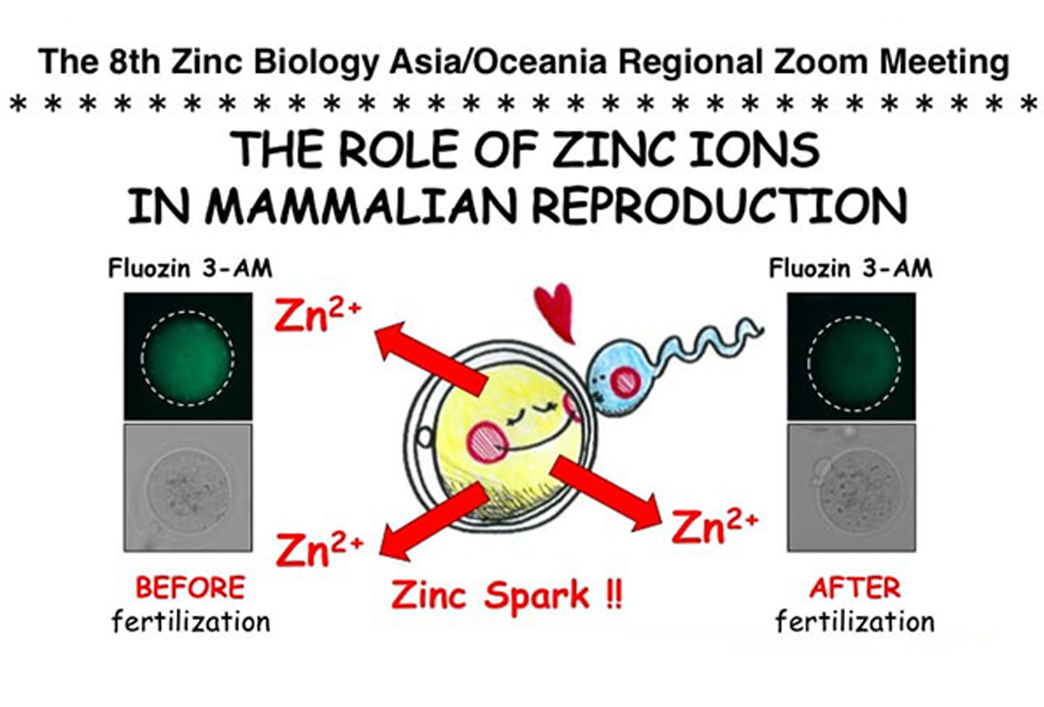 Zinc - Asia/Oceania 2022, April 7: The role of zinc ions in mammalian reproduction